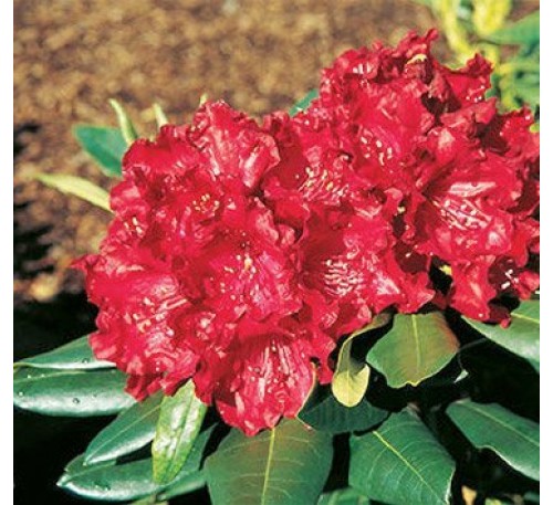 Рододендрон Черри Кисс (Cherry Kiss) С2